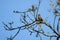 Song Thrush singing in the spring sunshine