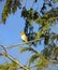 Song Thrush Singing in Tree Tops