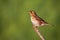 Song thrush sitting on bough in sunny nature with copy space