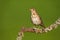 Song thrush sitting on branch in summertime nature.