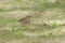 song thrush standing on ground