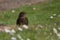 Song thrush stands on a lawn among daisies.