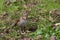 Song thrush Turdus philomelos  froze among the young green grass in spring