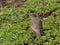 Song thrush Turdus philomelos  froze among the young green grass in spring