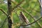 Song Thrush (Turdus philomelos) in Tree