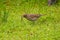 Song Thrush with worm