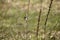 The song warbler sits on a reed stalk.