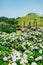 Songaksan Mountain hydrangea flower field and horse in Jeju Island, Korea