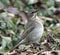 Songbird Belobrova thrush