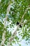 A songbird of a blackbird sitting on a birch branch