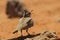 A songbird chirping in the desert