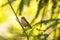 Songbird Common Firecrest, Regulus ignicapilla, singing in spring forest