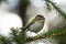 Songbird Common Firecrest, Regulus ignicapilla, on spruce branch in spring forest