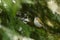 Songbird Common Firecrest, Regulus ignicapilla, on spruce branch in spring forest