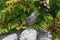 Songbird, Common Starling, Sturnus vulgaris, a young bird, has just flown out of the nest and is dried in the sun in the