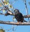 Songbird european starling