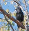 Songbird european starling sitting in a tree