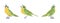 Songbird green and yellow set, beautiful singing little musical birds