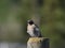 Songbird perched on a fence post