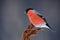 Songbird red Bullfinch sitting on branch, grey background, Sumava, Czech republic