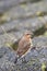 Songbird The Wheatear Oenanthe oenanthe