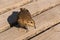 Songbird on wooden boards