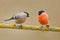 Songbirds, male and female. Red bird Bullfinch sitting on yellow lichen branch, Sumava, Czech republic. Wildlife scene from nature