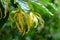 Songkhla ylang flowers yellow with green leaves. Soft background, natural light.