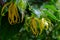 Songkhla ylang flowers yellow with green leaves. Soft background, natural light.