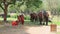 Songkran Festival is celebrated with elephants in Ayutthaya