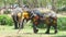 Songkran Festival is celebrated with elephants in Ayutthaya