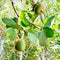 Sonneratia alba is a mangrove plants