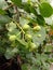 Sonneratia ovata, fruits on tree and Mangrove forests.