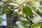 Sonneratia ovate fruit, Mangrove apple or Cork tree with red ants climbing on blur nature background at the mangrove forest.