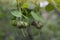 Sonneratia ovate fruit, Mangrove apple or Cork tree . Is a Thai herb.