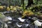 Sonoma Creek flowing through Enchanted Forrest  at Sugarloaf Ridge State Park, California