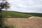 Sonoma Valley Vineyard Wine Grape Vine Plants