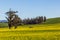 Sonoma yellow landscape