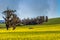 Sonoma yellow landscape