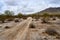 Sonora desert dirt road with saguaro cactus