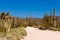 Sonora desert dusty road Organ Pipe NP Arizona US