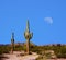 Sonora Desert Moon