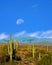 Sonora Desert Moon
