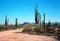 Sonora desert road with saguaro cactus