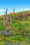 Sonoran Desert in Bloom. California Poppies and Lupines Bloom Around Saguaro Cacti