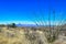 The Sonoran Desert grassland of Buenos Aires National Wildlife Refuge, Arizona, USA