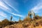 Sonoran desert landscape with cacti and blue sky