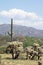 Sonoran Desert landscape with Carnegiea gigantea and teddy bear