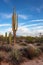 Sonoran Desert landscape with Saguaro Cactus in Arizona