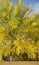 Sonoran Desert  Palo Verde Tree Yellow  Blooming Flower Blossoms  plant Foliage  Nature